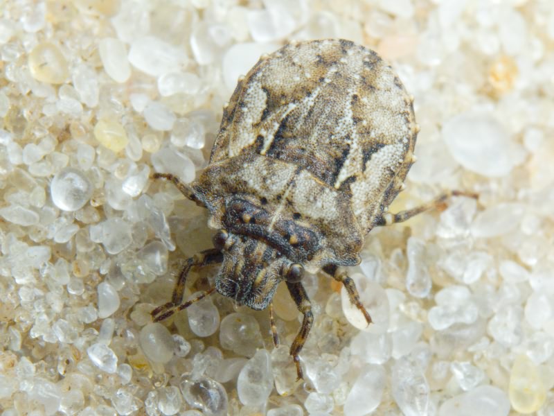 Phimodera humeralis (Dalman, 1823)